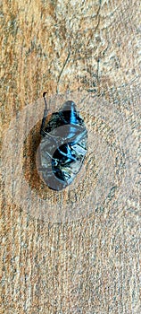 Ampal beetle was found lying stiffly at the security post