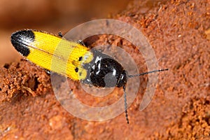 Ampedus quadrisignatus