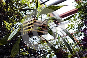 Ampel plant in a tropical greenhouse