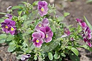 Ampel Viola Wittrockiana, or pansies in a flower bed in the garden
