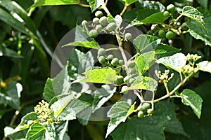 Ampelopsis glandulosa ( Porcelain berry ) berries. Vitaceae deciduous vine shrub.