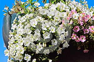 An ampelous petunia cascades from a vase in a city park.