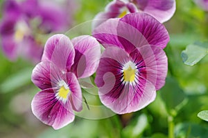 Ampelous Viola Wittrockiana close up