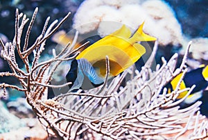 Amphacanthus vulpinus fish in aquarium, fox lo  on background reef coral sea, anemonefish in oceanarium