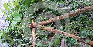 Amphan cyclone damage, super cyclone Amphan badly damaged trees in our area, trees fallen during the cyclonic storm at Kolkata, photo