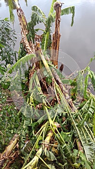 Amphan cyclone damage, super cyclone Amphan badly damaged trees in our area,trees fallen during the cyclonic storm at Kolkata,