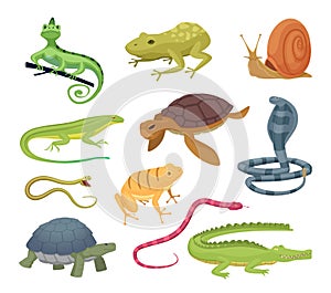 Amphibia and reptiles. Wild animals turtles reptiles snakes and lizards hot terrarium vector characters in cartoon style