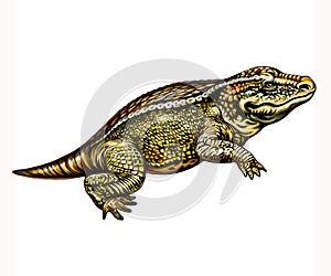 Amphibia Stegocephalia, realistic drawing photo