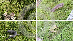 Amphibia toad, frogs and newt triton on moss. Video collage.