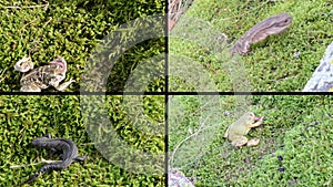 Amphibia toad, frogs and triton on moss. Video clips collage.