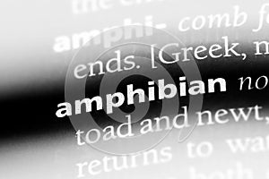 amphibian