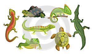 Amphibian Animals Collection, Turtle, Chameleon, Lizard, Crocodile, Salamander Vector Illustration on White Background