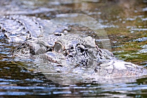 Amphibian Beautiful Animal Crocodile