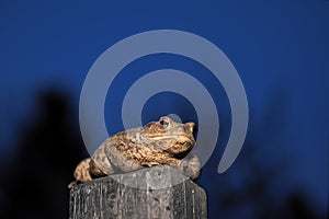 Common toad