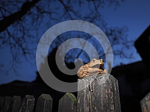 Common toad