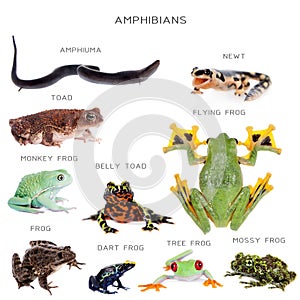 Amphibian education set on white