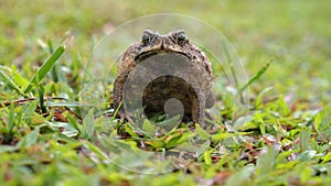 The Amphibian on The Grass