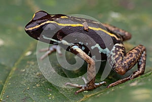 Amphibian, a green frog atop a green leaf
