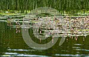 Amphibian mountaineer, water buckwheat Latin Persicaria amphibia .