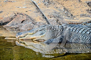 Amphibian Prehistoric Crocodile