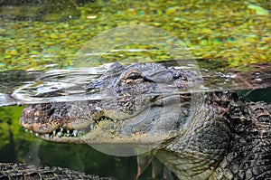 Amphibian Prehistoric Crocodile