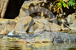 Amphibian Prehistoric Crocodile