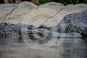 Amphibian Prehistoric Crocodile