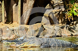 Amphibian Prehistoric Crocodile