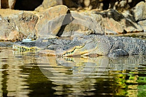 Amphibian Prehistoric Crocodile