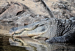 Amphibian Prehistoric Crocodile