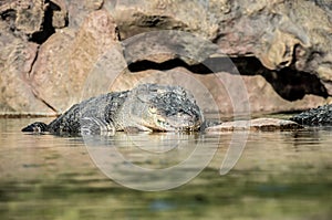 Amphibian Prehistoric Crocodile