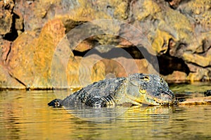 Amphibian Prehistoric Crocodile