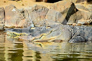 Amphibian Prehistoric Crocodile