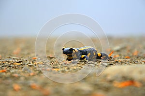 Amphibian. Salamander on a path in the mountains