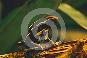 Amphibian sitting on leaf in Amazon rain forest