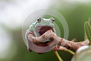 Amphibians, animal, animales, animals, animalwildlife, crocodile, dumpy, dumpyfrog, face, frog, green, macro, mammals, funy, cute photo