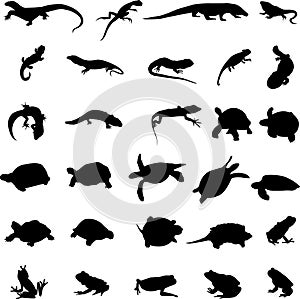 Amphibians and reptiles