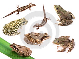 Amphibians and reptiles isolated on white photo