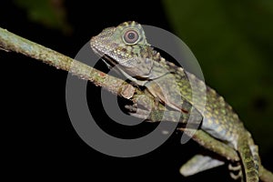 Amphibians & Reptiles in Sabah