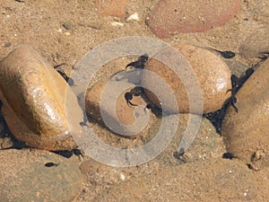 Tadpoles animal background wallaper