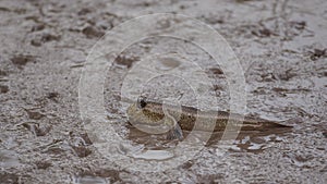 Amphibious Fish Mudskipper photo