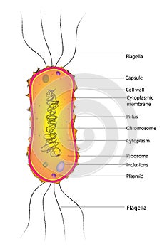 Amphilophotrichous Bacteria