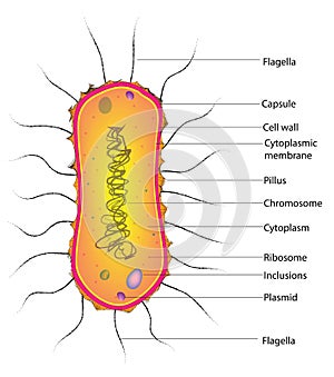 Structure of amphilophotrichous Bacteria