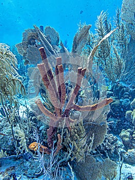 Amphimedon compressa, rope sponge photo