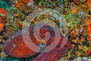 Amphioctopus marginatus, coconut octopus,v