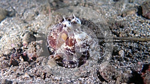 Amphioctopus marginatus orCoconut Octopus