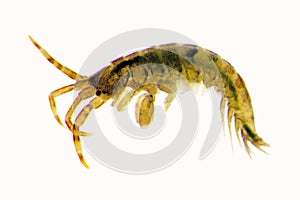 Amphipod photo