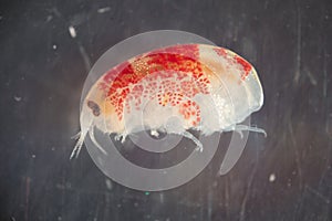 Amphipod