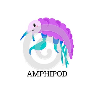Amphipod sea plankton microorganism or animal flat vector illustration isolated.