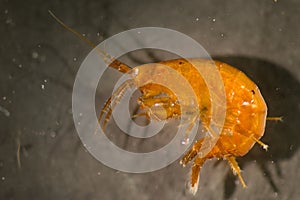 Amphipod